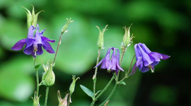 Annual Garden Quiz: Test Your Knowledge!
