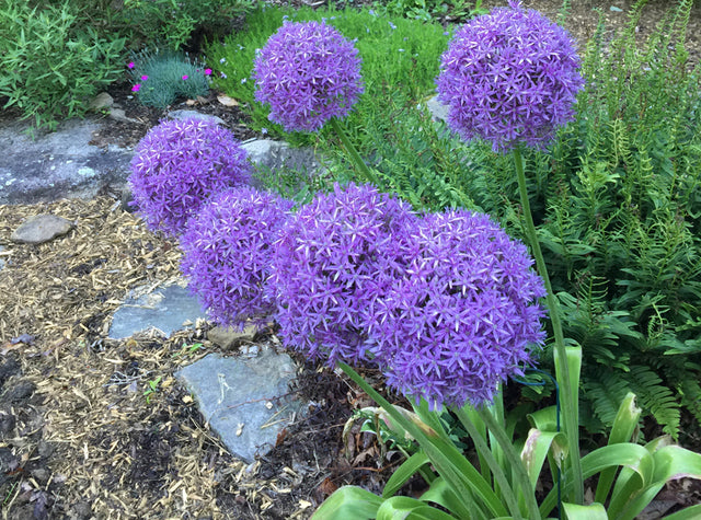 Allium: A Gardener's Best Friend