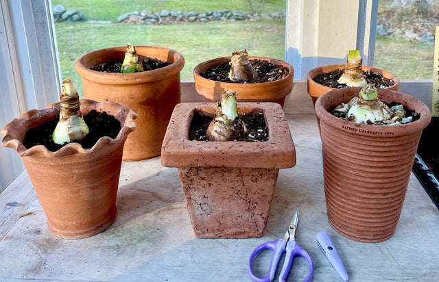 Getting Amaryllis Bulbs to Rebloom