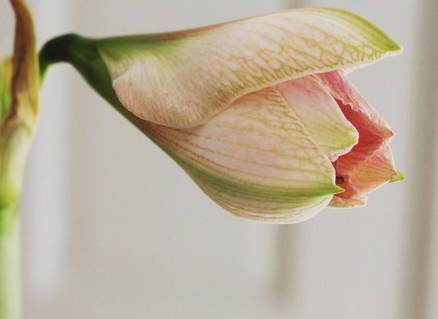 Growing Bulbs Indoors!