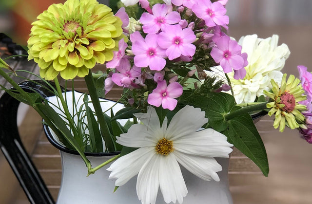 Lisianthus, Zinnia, Cleome and Cosmos-- Annuals that just want to Please!