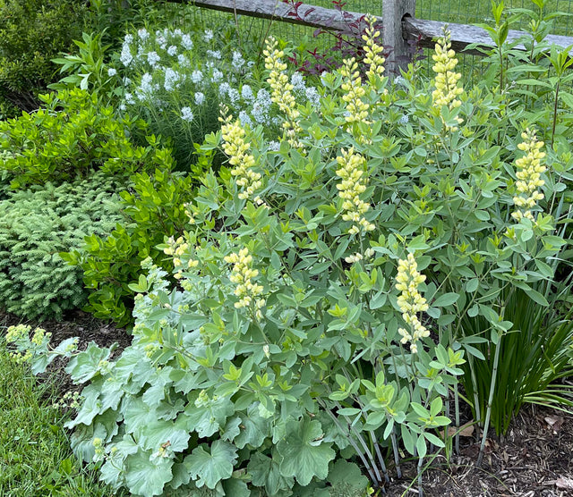 Moving and Dividing Perennials That Don't Want Their Root Systems Disturbed by Jeannette Ross