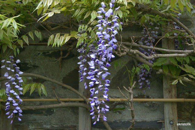 Spring Pruning Tips