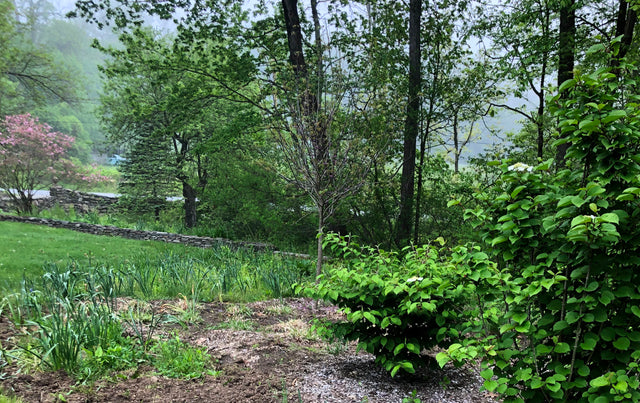 Moving Bulbs in Spring is OK