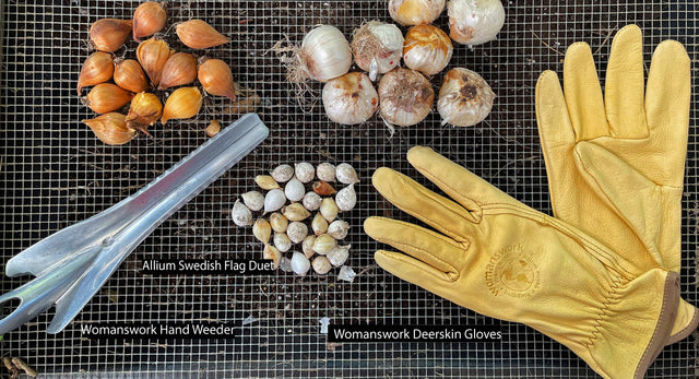 What to do in the garden before and after the first frost
