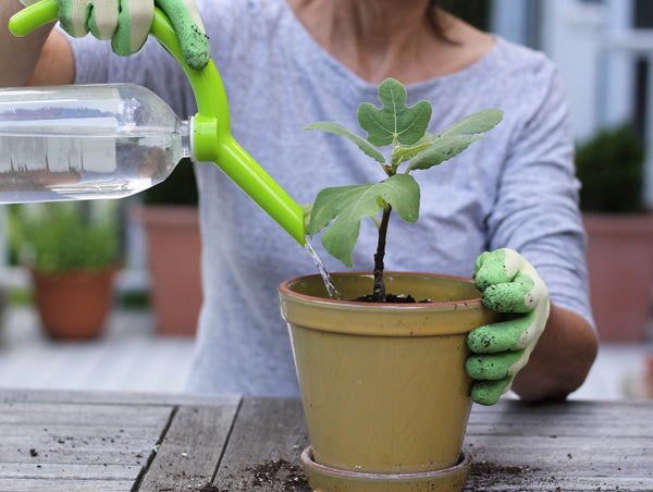 Growing Edible Figs