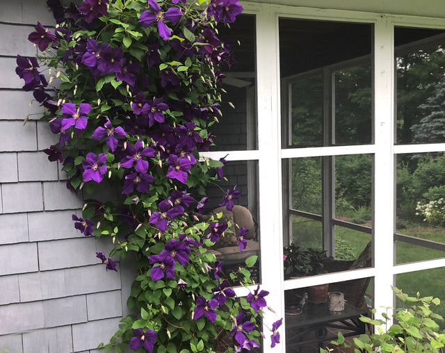 You Say Clematis and I Say Clem-ah-tis, by Dorian Winslow
