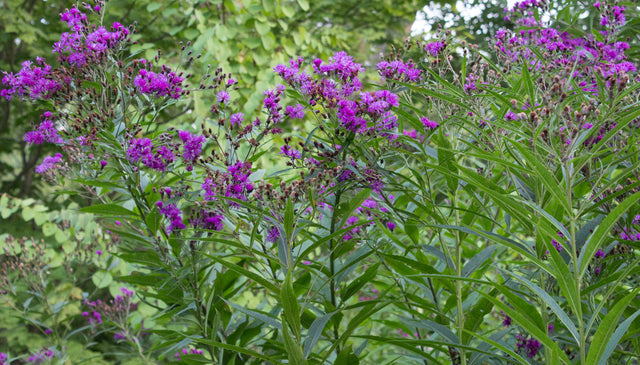 What's Blooming in the August Landscape?