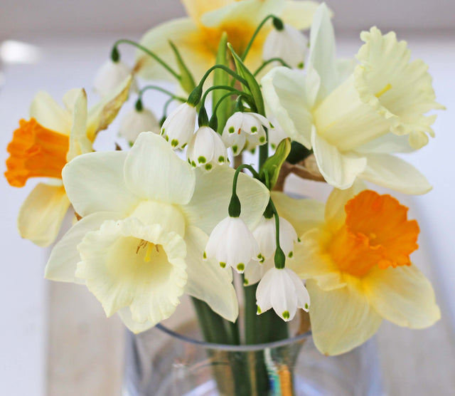 Caring for Bulbs After they Bloom