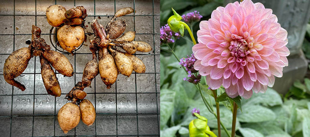 How To Store Dahlias in Winter