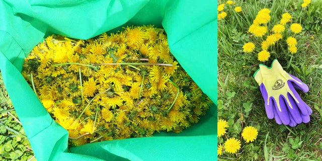 Turning Dandelions Into Wine Starts With the Picking, By Jeannette Ross