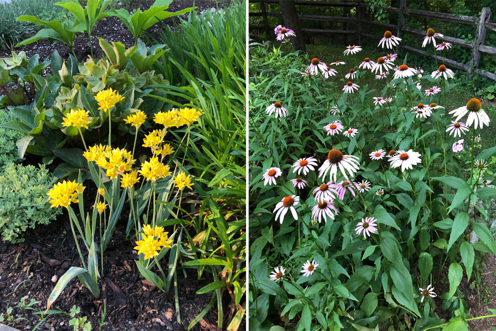 Deer-Resistant Native Plants for the Northeast by Ruth Rogers Clausen and Gregory D. Tepper
