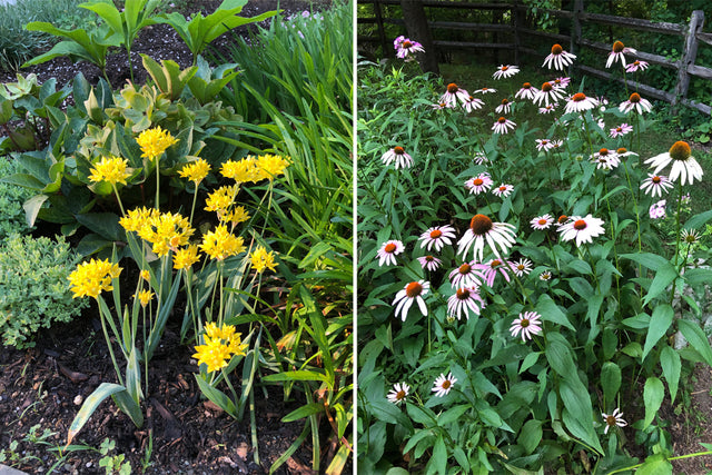 Deer-Resistant Native Plants for the Northeast by Ruth Rogers Clausen and Gregory D. Tepper