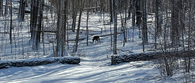 How Do Wild Animals and Livestock in Northern Climates Adapt to Survive Cold Winters?