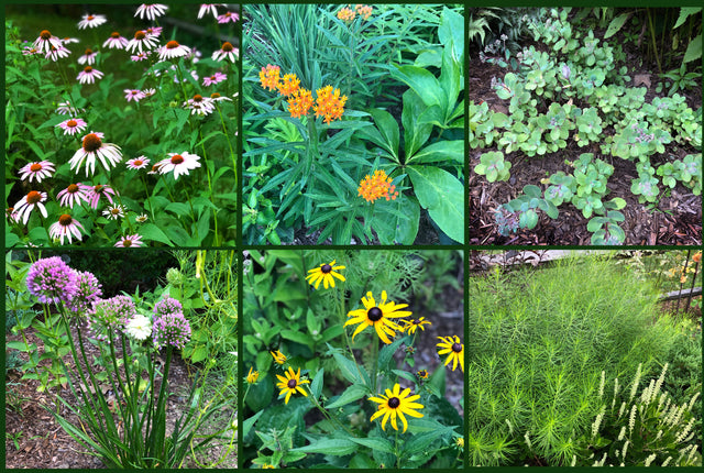 Heat and Drought Tolerant Perennials For Your Garden