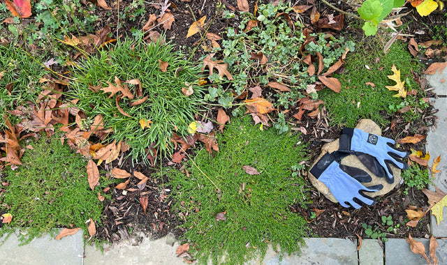 Fall Cleanup in the Garden:  What to Cut Back and What to Keep When Putting Your Garden To Bed