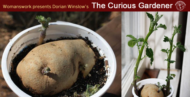 Gardening Ideas for Kids: Have More Fun by Using Veggie Scraps