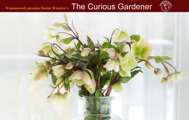 Hellebores, Early Spring Bloomers in your Garden