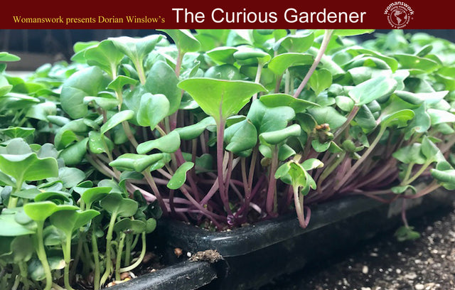 Grow Your Own Microgreens Indoors -- It's A Great Indoor Gardening Project!