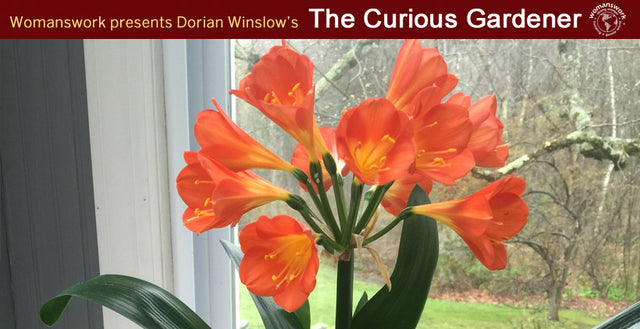 How To Get Flowering Houseplants Ready for Spring