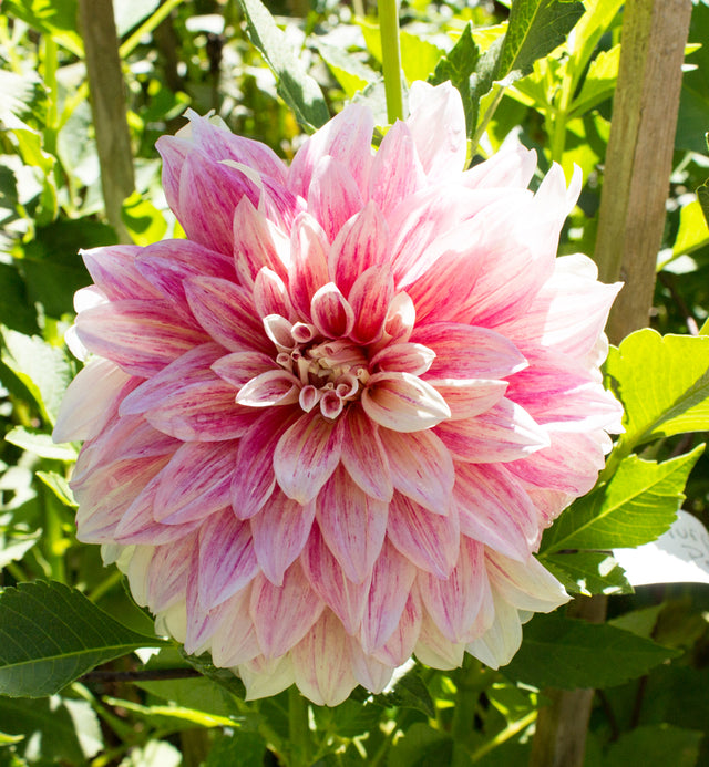 Growing Dahlias with Frances Palmer