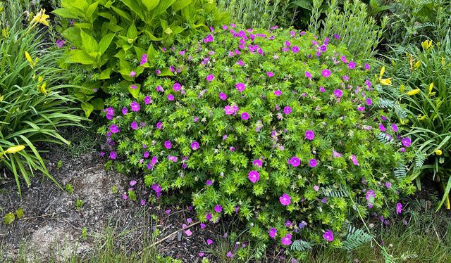 What's The Difference Between Geraniums and Pelargoniums?