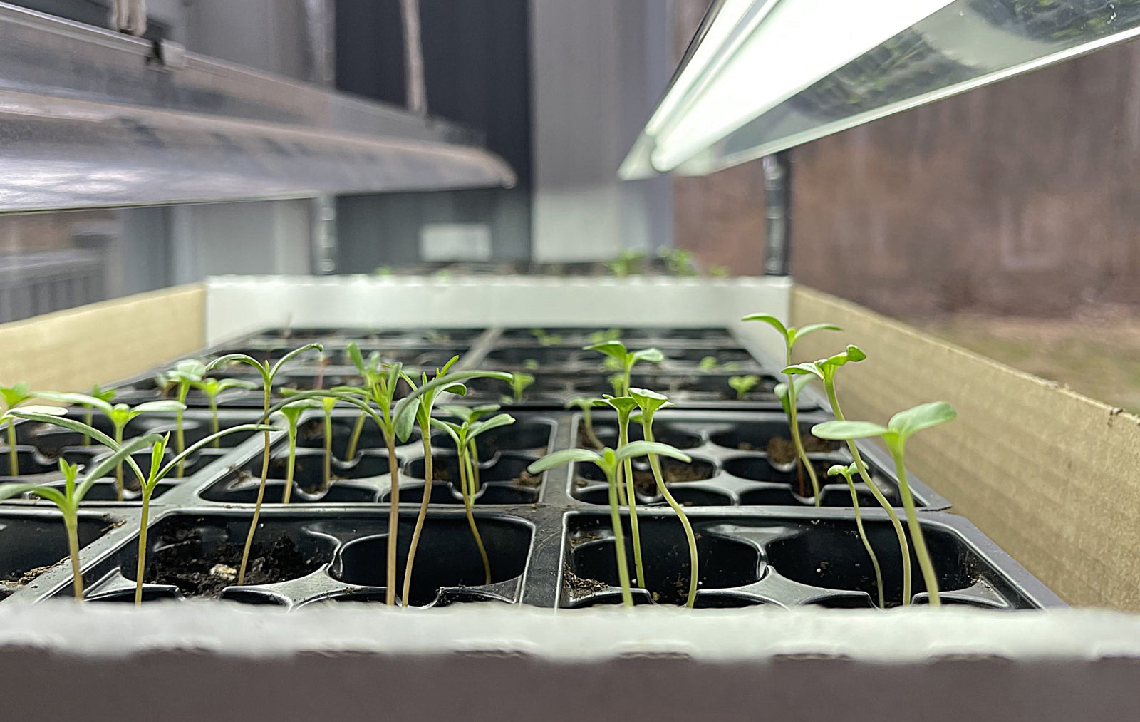 Get A Jump Start on Spring Indoors