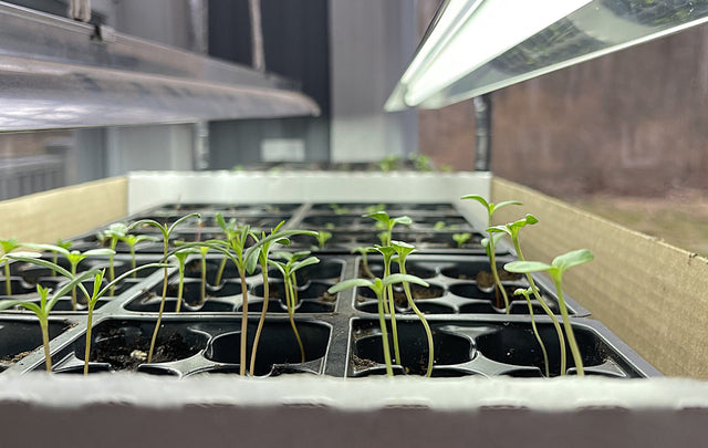 Get A Jump Start on Spring Indoors
