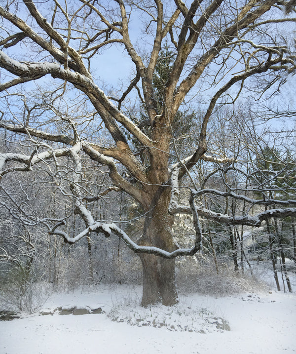 A Cold Snap in Early Spring