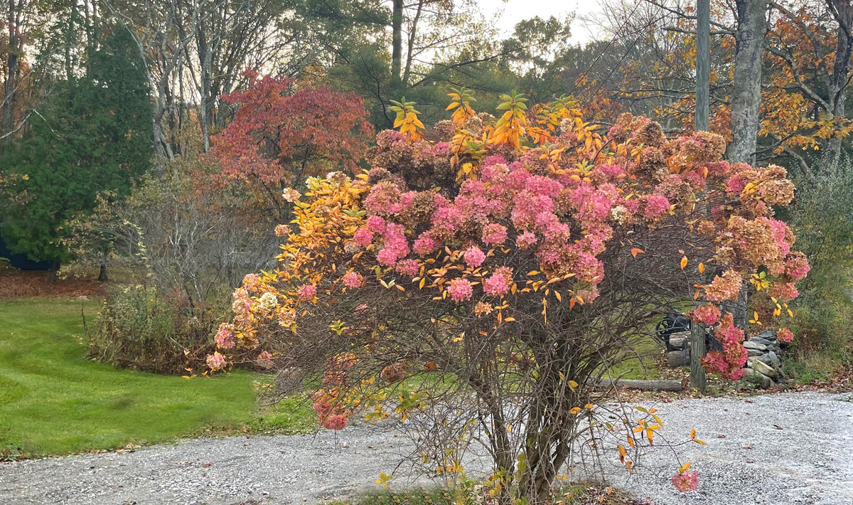 Tips On Pruning Shrubs in the Fall – Womanswork
