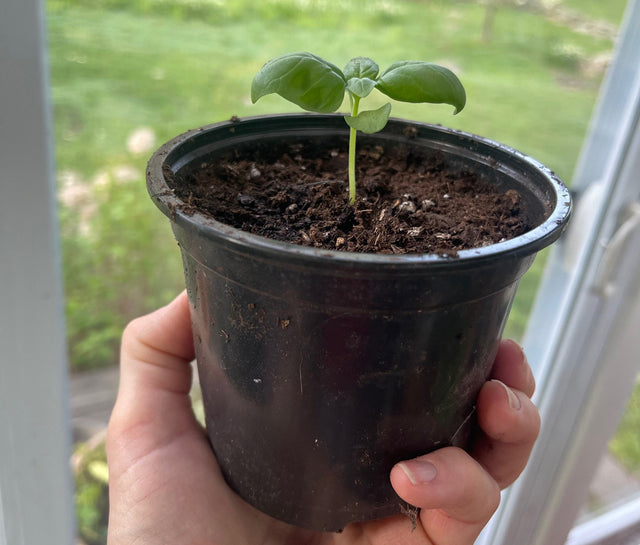 How To Harden Off Seedlings