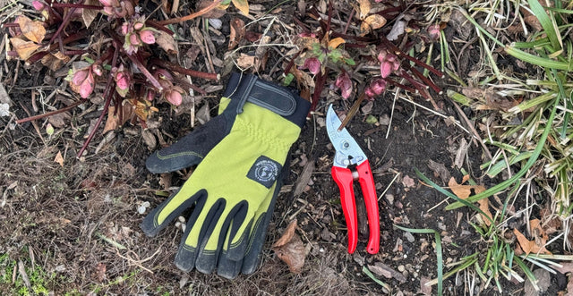 5 Early Spring To Do's in the Garden