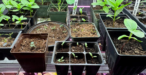 Seed Starting Indoors: After Germination