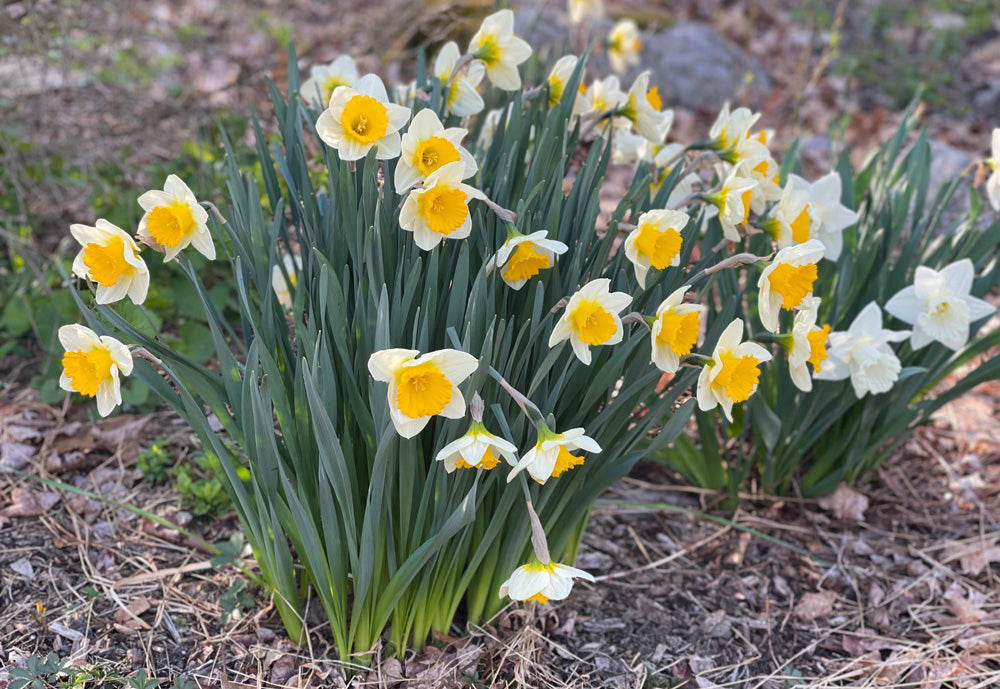 Womanswork Garden Quiz: Test Your Garden Knowledge, Learn Some New Things