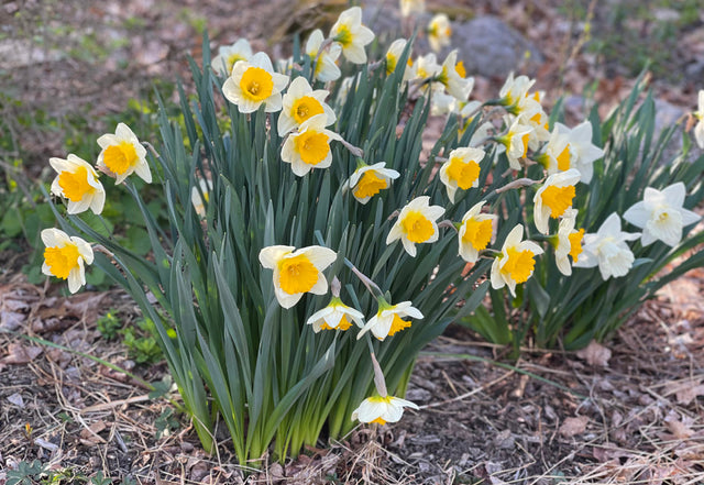 Womanswork Garden Quiz: Test Your Garden Knowledge, Learn Some New Things