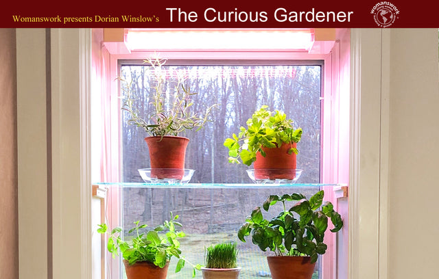 Growing Herbs Indoors