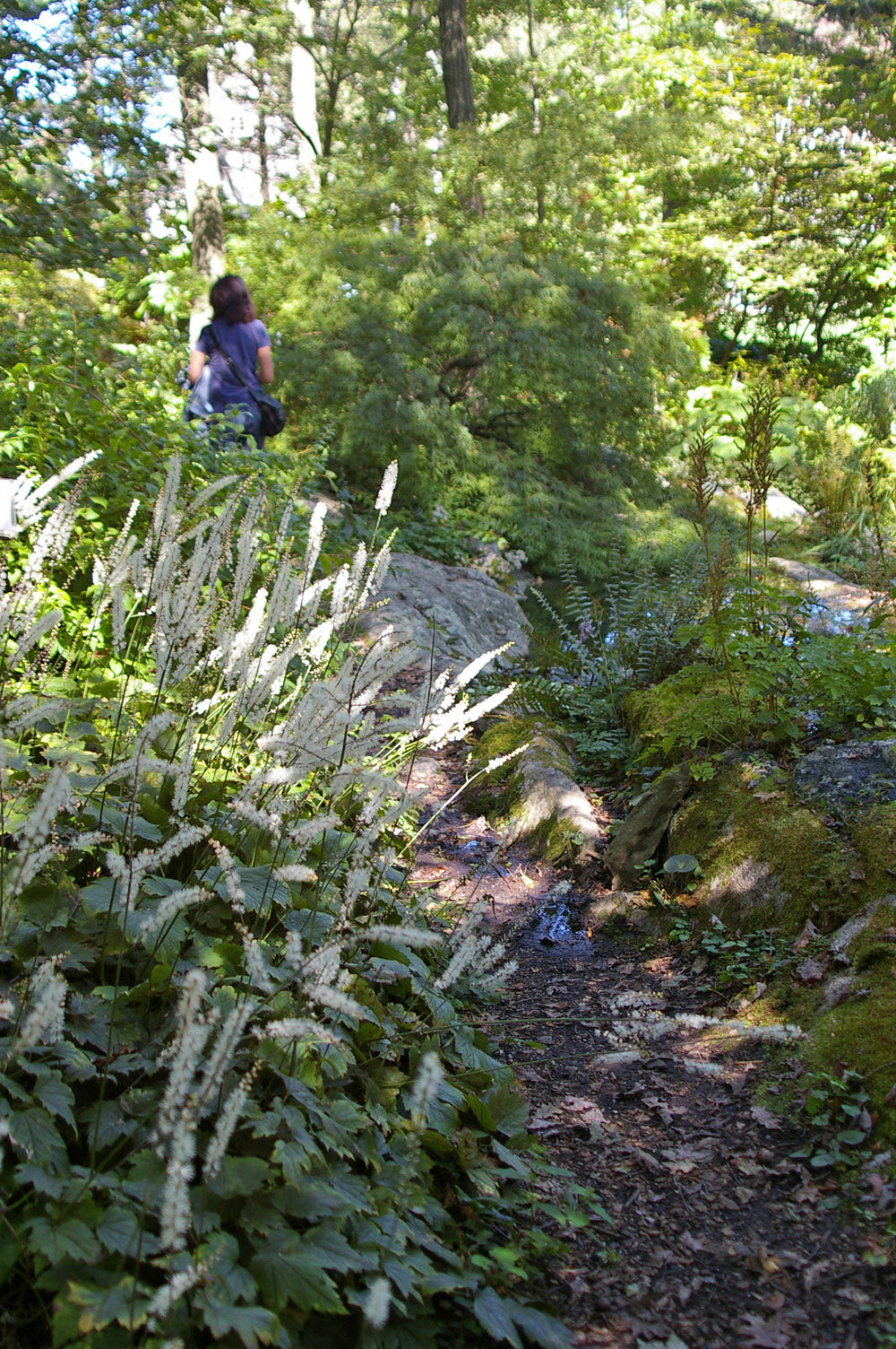 5 Favorite Tall Woodland Plants