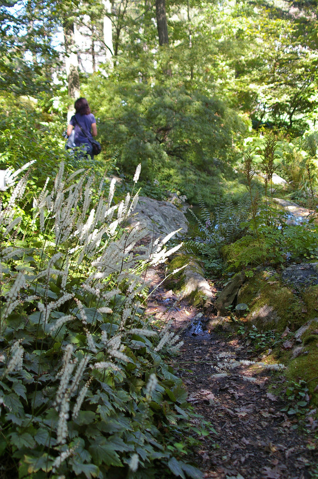 5 Favorite Tall Woodland Plants