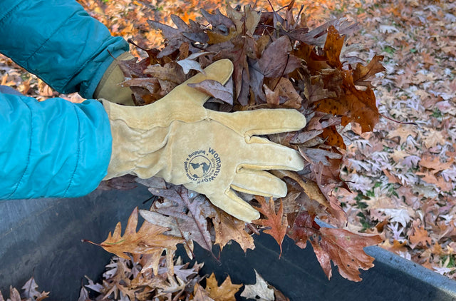 Should you leave your fallen leaves? There is no simple answer,  by Jeannette Ross