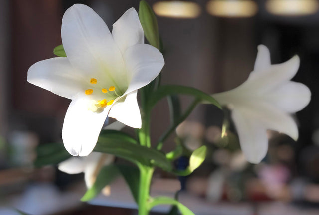Saving Easter Lilies and Other Spring Holiday Bulbs-- Will They Rebloom?
