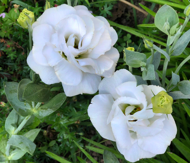 Annual Flowers Aim to Please, by Dorian Winslow