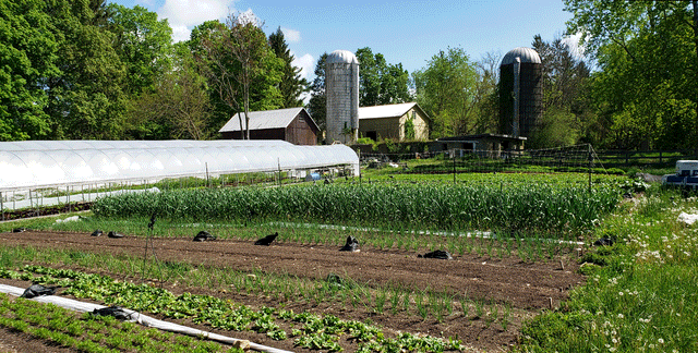 The Dirty Dozen of Produce, or Why You Should Buy and Grow Organic, by Dorian Winslow