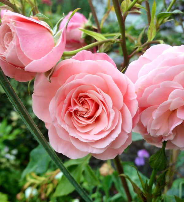 Photo Contest: Send Us Your Photos of Roses
