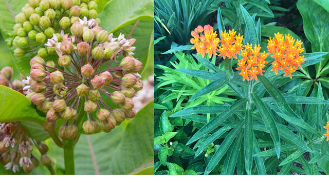 Growing Milkweed in Your Garden
