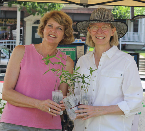 Organize A Milkweed Plant Giveaway