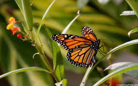 Monarch Butterflies Are Aided by Citizen Science