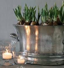 To Grow Paperwhites That Won't Flop Over, A Nip of Alcohol