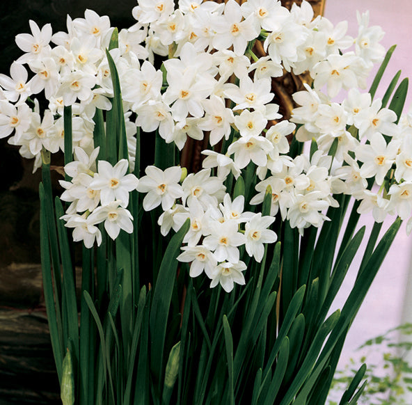To Grow Paperwhites That Won't Flop Over, a Nip of Alcohol
