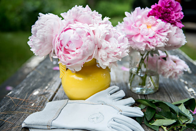 3rd Generation Peonies: Rochelle Greayer