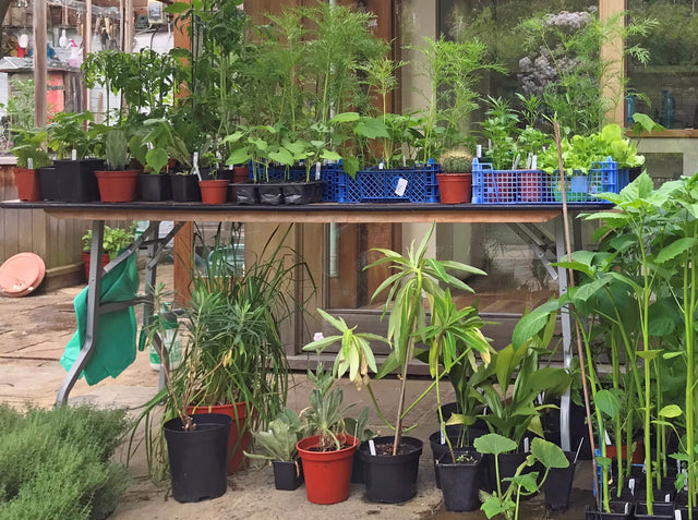 Dividing Perennials and Potting Them Up for Plant Sales and Plant Swaps